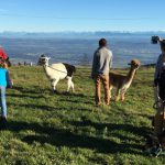 Lamatrekking Jura