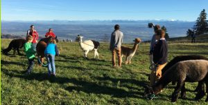 Lamatrekking Jura